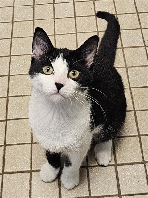 Tassel - Domestic Short Hair