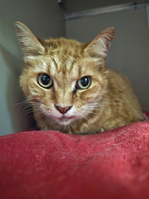 Leo - Domestic Short Hair