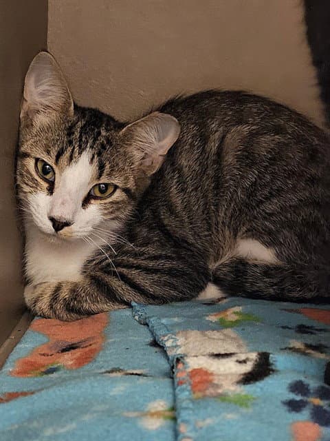 Elbert - Domestic Short Hair