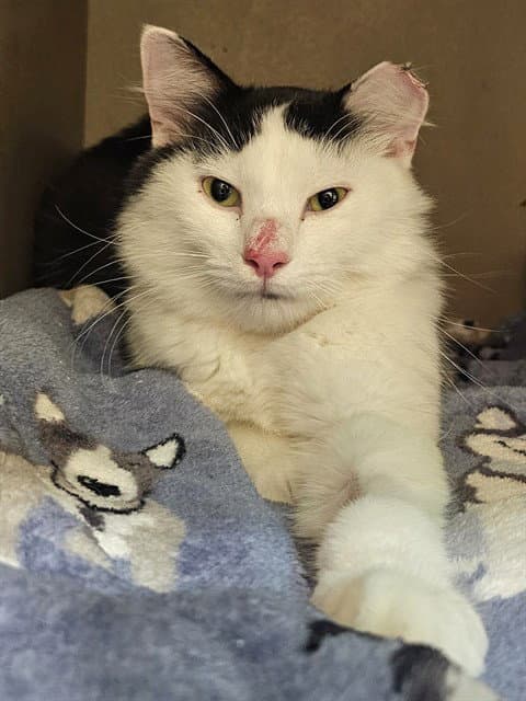 Ronnie - Domestic Medium Hair