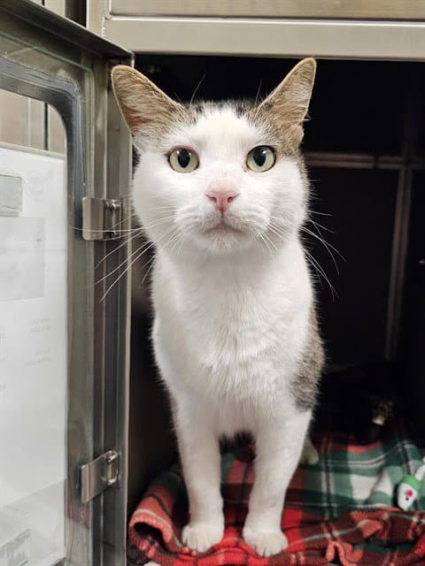 Cruso - Domestic Short Hair