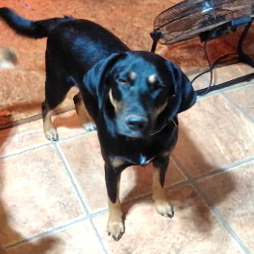 Angel - Doberman Pinscher