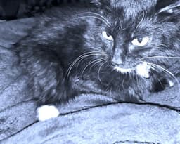 Riley image 2