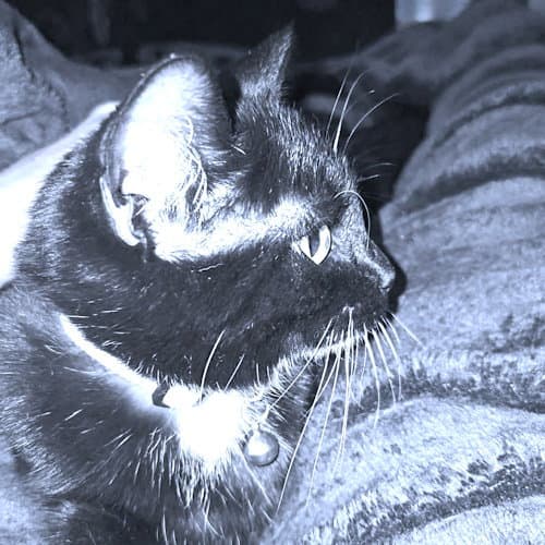 Roxy - Domestic Short Hair