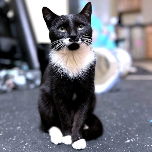 Kiwi - Tuxedo