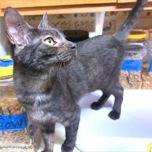 Ruby - Domestic Short Hair