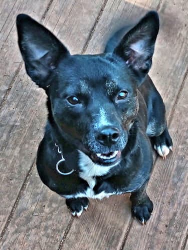 Dumplin - Terrier