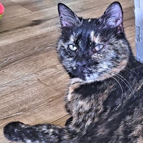 Hemlock - Tortoiseshell