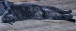 Hemlock image 3