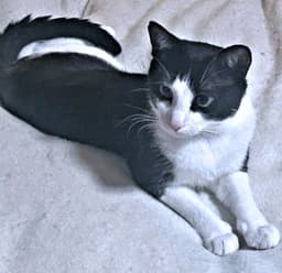 Sven image 1