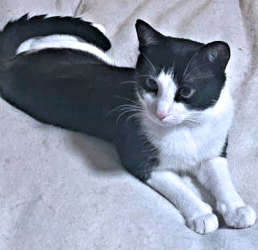 Sven - Domestic Short Hair