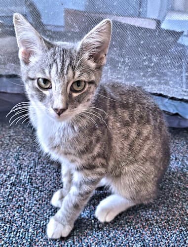 Marsh - Tabby