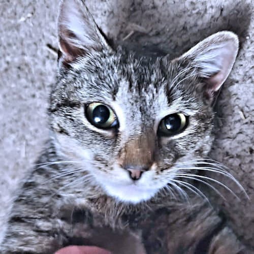 Bella - Tabby