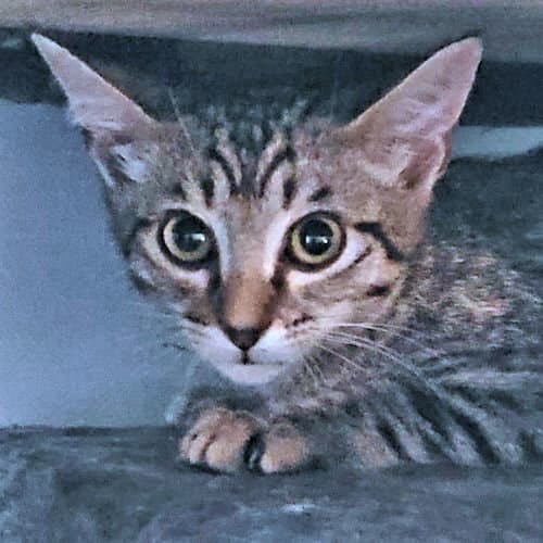 Callahan - Tabby