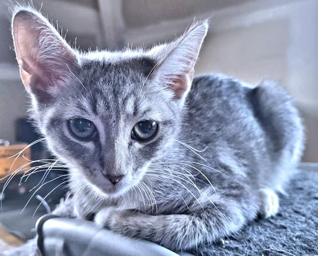 Susan - Tabby