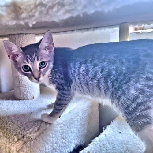 Jane - Tabby