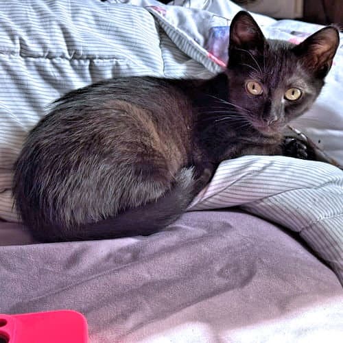 Charley - Domestic Short Hair
