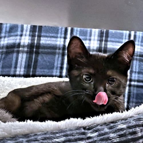 Bean - Domestic Short Hair