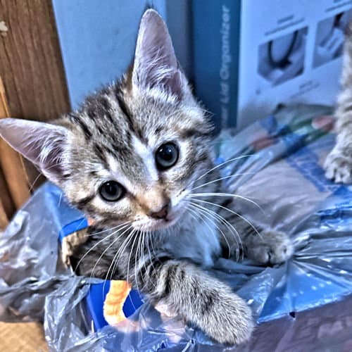 Turtle - Tabby
