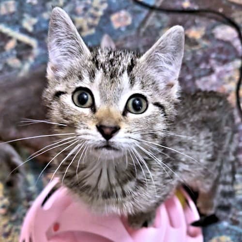 Lulu - Tabby
