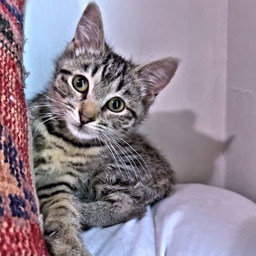 Susan - Tabby