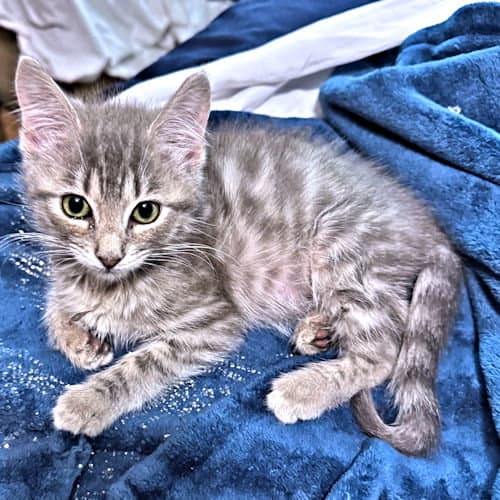Sweetie - Tabby