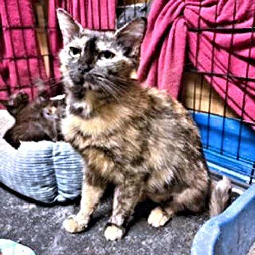 Mingle - Tortoiseshell