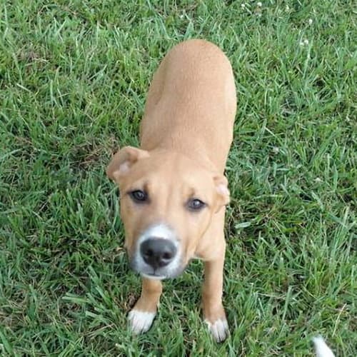 John Boy - Labrador Retriever