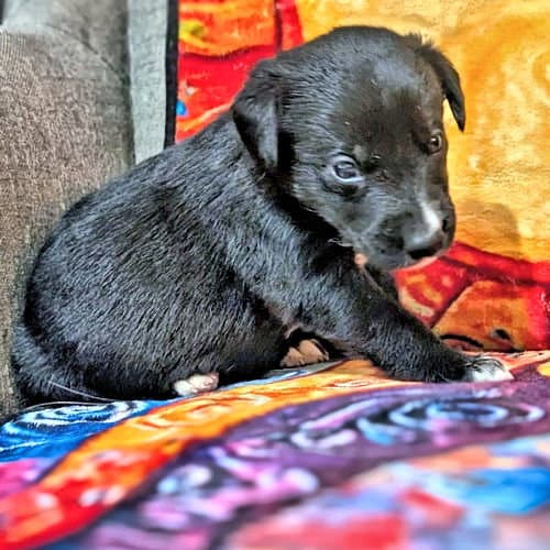 Miss Pink - Golden Retriever