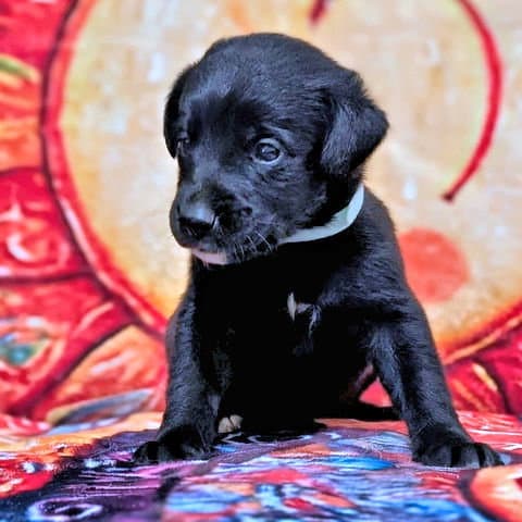 Mr Light Blue - Golden Retriever