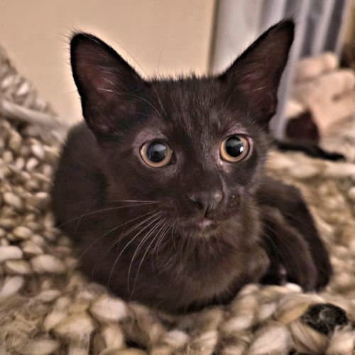 Sara - Domestic Short Hair