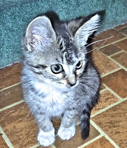 Rascal - Tabby