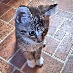 Rascal image 3