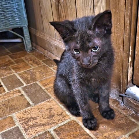 Shadow - Domestic Short Hair