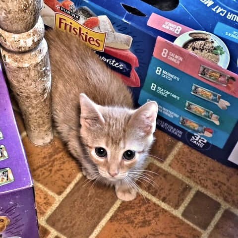 Victor - Tabby