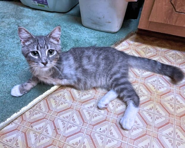 Whisper - Tabby