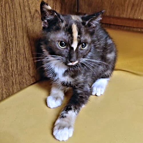Shine - Calico