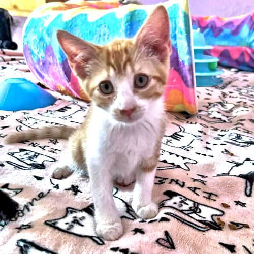 Simba - Tabby