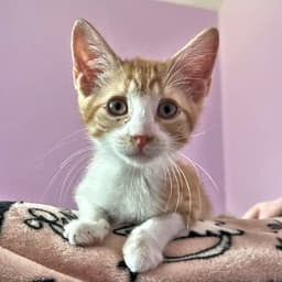 Simba image 2