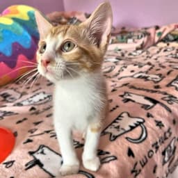 Simba image 3