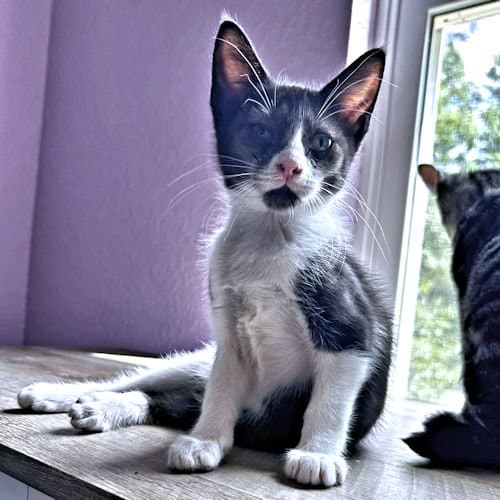 Percy - Domestic Short Hair
