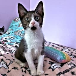 Percy image 2