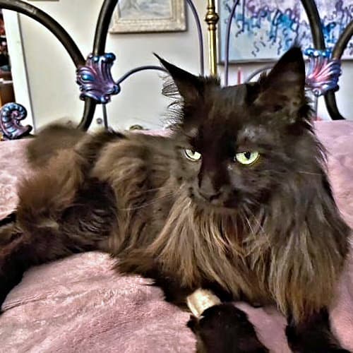 Miss Lucky - Domestic Long Hair