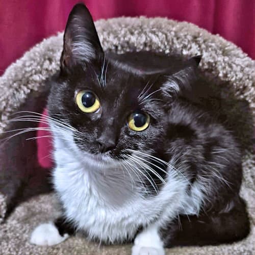 Baby Girl - Domestic Short Hair