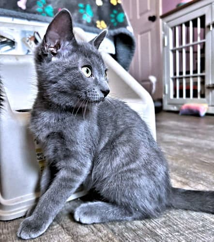 Tinkerbell - Domestic Short Hair