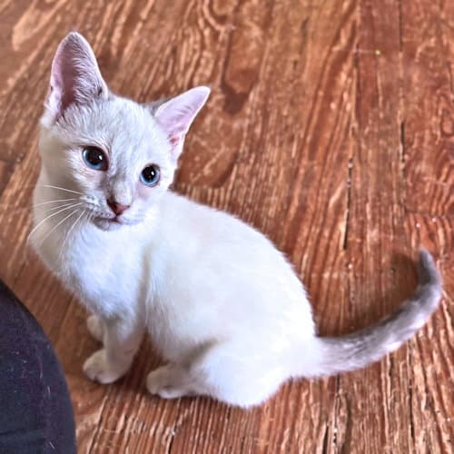 Daisy - Siamese