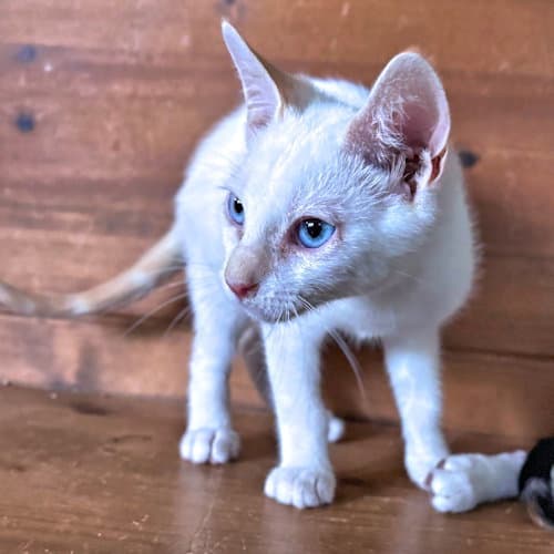 Phoenix - Siamese