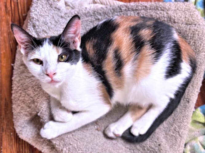 Georgia - Calico