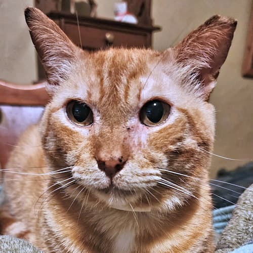 Chucky - Tabby