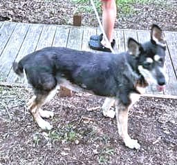 Millie image 2